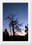 GC Sunset Tree 0809 * 2336 x 3504 * (3.41MB)